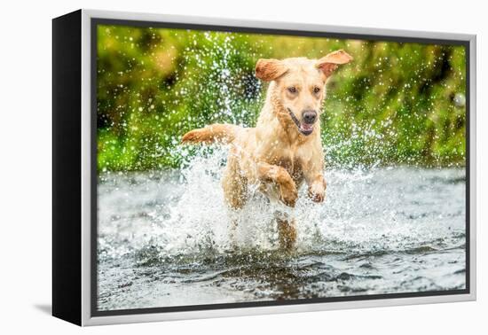 Golden Labrador running through a shallow river-John Alexander-Framed Premier Image Canvas