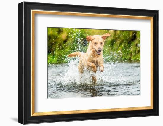 Golden Labrador running through a shallow river-John Alexander-Framed Photographic Print