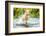 Golden Labrador running through a shallow river-John Alexander-Framed Photographic Print