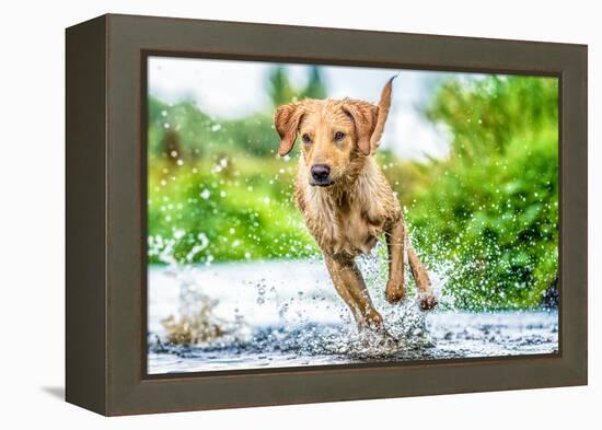 Golden Labrador running through a shallow river-John Alexander-Framed Premier Image Canvas