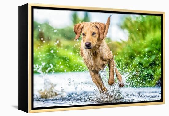 Golden Labrador running through a shallow river-John Alexander-Framed Premier Image Canvas