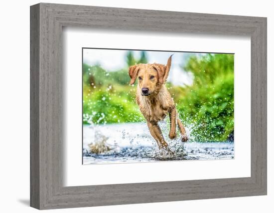 Golden Labrador running through a shallow river-John Alexander-Framed Photographic Print