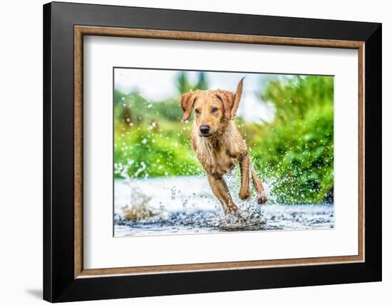 Golden Labrador running through a shallow river-John Alexander-Framed Photographic Print