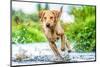 Golden Labrador running through a shallow river-John Alexander-Mounted Photographic Print