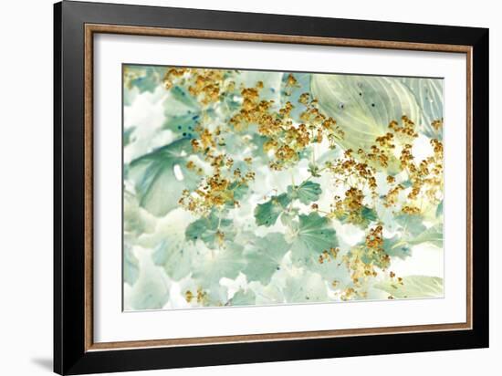 Golden Lady’s Mantle-Judy Stalus-Framed Photographic Print