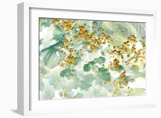 Golden Lady’s Mantle-Judy Stalus-Framed Photographic Print