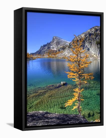 Golden Larch Tree, Enchantment Lakes, Alpine Lakes Wilderness, Washington, Usa-Jamie & Judy Wild-Framed Premier Image Canvas