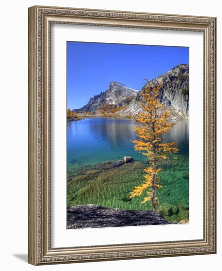 Golden Larch Tree, Enchantment Lakes, Alpine Lakes Wilderness, Washington, Usa-Jamie & Judy Wild-Framed Photographic Print