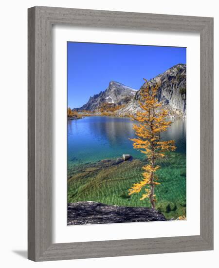 Golden Larch Tree, Enchantment Lakes, Alpine Lakes Wilderness, Washington, Usa-Jamie & Judy Wild-Framed Photographic Print