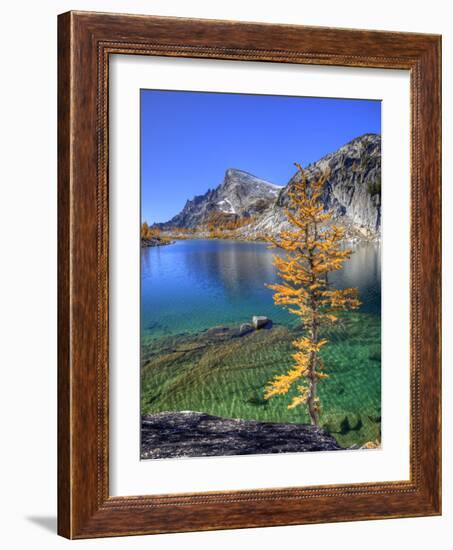 Golden Larch Tree, Enchantment Lakes, Alpine Lakes Wilderness, Washington, Usa-Jamie & Judy Wild-Framed Photographic Print