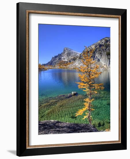 Golden Larch Tree, Enchantment Lakes, Alpine Lakes Wilderness, Washington, Usa-Jamie & Judy Wild-Framed Photographic Print