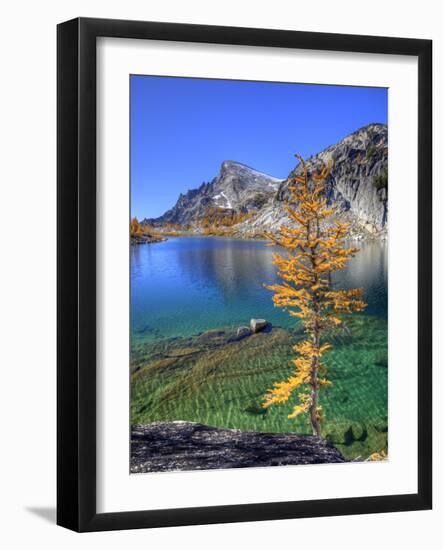Golden Larch Tree, Enchantment Lakes, Alpine Lakes Wilderness, Washington, Usa-Jamie & Judy Wild-Framed Photographic Print