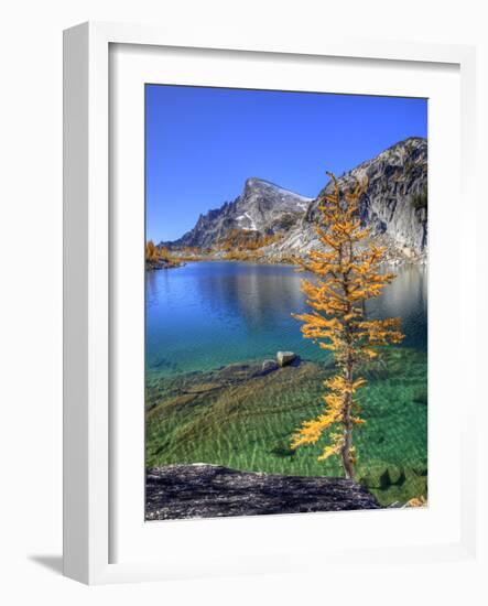 Golden Larch Tree, Enchantment Lakes, Alpine Lakes Wilderness, Washington, Usa-Jamie & Judy Wild-Framed Photographic Print