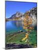 Golden Larch Tree, Enchantment Lakes, Alpine Lakes Wilderness, Washington, Usa-Jamie & Judy Wild-Mounted Photographic Print