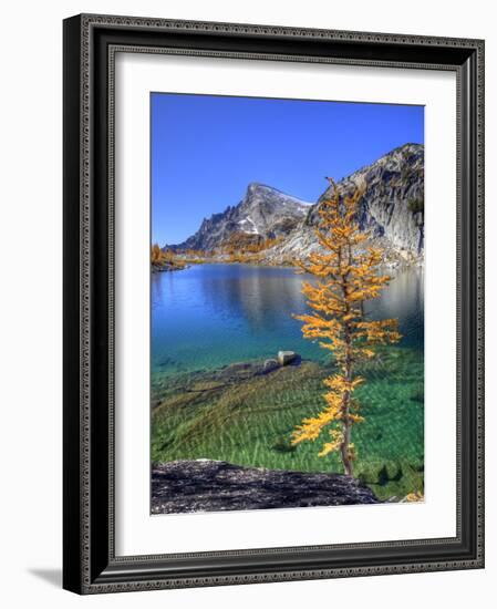 Golden Larch Tree, Enchantment Lakes, Alpine Lakes Wilderness, Washington, Usa-Jamie & Judy Wild-Framed Photographic Print