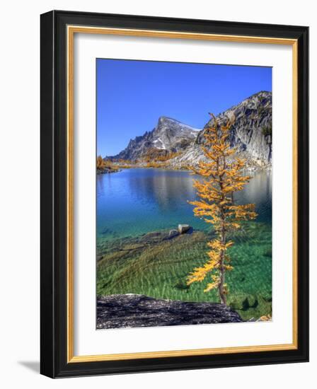 Golden Larch Tree, Enchantment Lakes, Alpine Lakes Wilderness, Washington, Usa-Jamie & Judy Wild-Framed Photographic Print