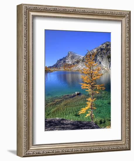 Golden Larch Tree, Enchantment Lakes, Alpine Lakes Wilderness, Washington, Usa-Jamie & Judy Wild-Framed Photographic Print