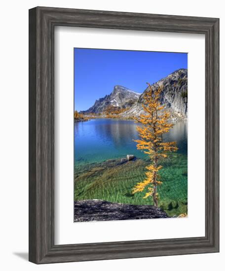 Golden Larch Tree, Enchantment Lakes, Alpine Lakes Wilderness, Washington, Usa-Jamie & Judy Wild-Framed Photographic Print