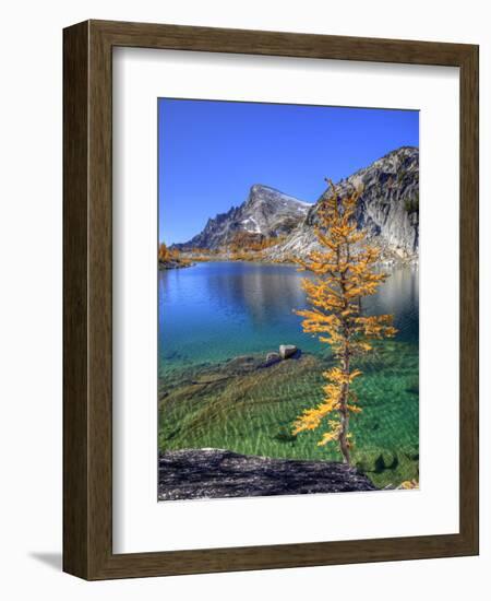 Golden Larch Tree, Enchantment Lakes, Alpine Lakes Wilderness, Washington, Usa-Jamie & Judy Wild-Framed Photographic Print