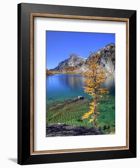 Golden Larch Tree, Enchantment Lakes, Alpine Lakes Wilderness, Washington, Usa-Jamie & Judy Wild-Framed Photographic Print