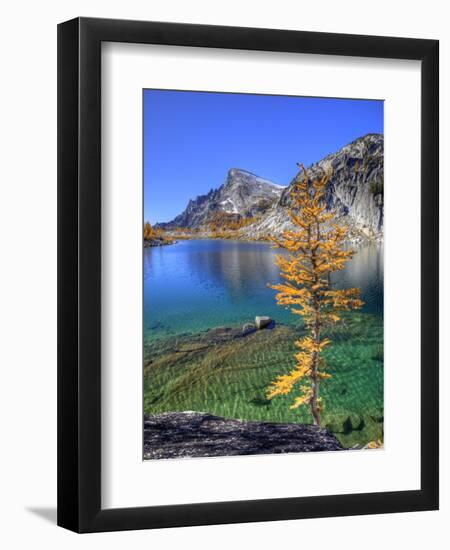 Golden Larch Tree, Enchantment Lakes, Alpine Lakes Wilderness, Washington, Usa-Jamie & Judy Wild-Framed Photographic Print