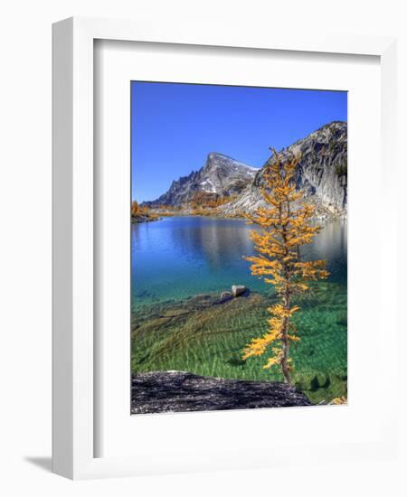 Golden Larch Tree, Enchantment Lakes, Alpine Lakes Wilderness, Washington, Usa-Jamie & Judy Wild-Framed Photographic Print