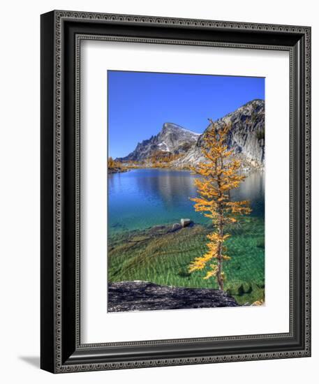 Golden Larch Tree, Enchantment Lakes, Alpine Lakes Wilderness, Washington, Usa-Jamie & Judy Wild-Framed Photographic Print