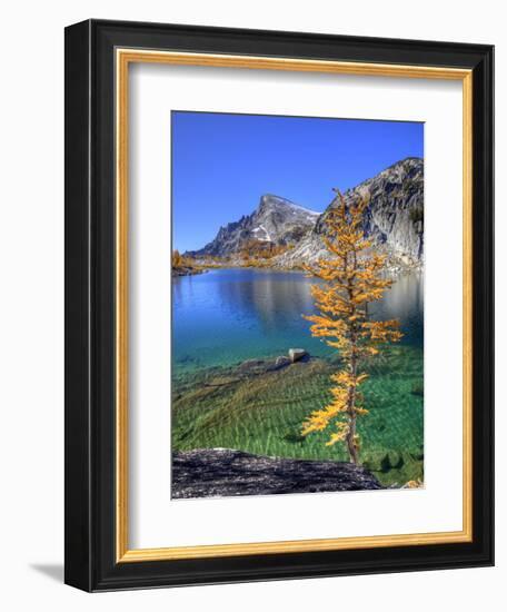 Golden Larch Tree, Enchantment Lakes, Alpine Lakes Wilderness, Washington, Usa-Jamie & Judy Wild-Framed Photographic Print