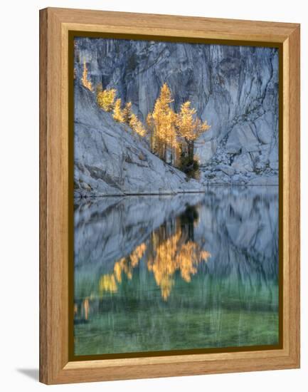 Golden Larch Trees, Enchantment Lakes, Alpine Lakes Wilderness, Washington, Usa-Jamie & Judy Wild-Framed Premier Image Canvas