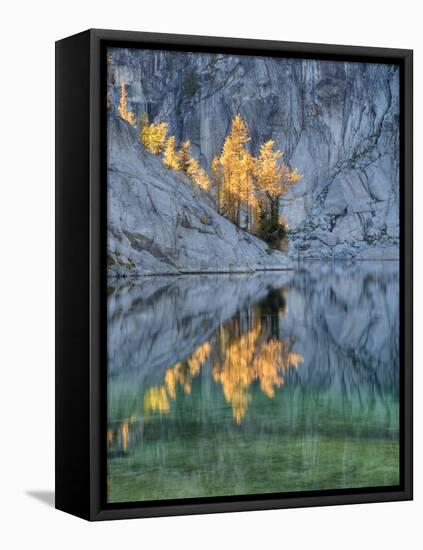 Golden Larch Trees, Enchantment Lakes, Alpine Lakes Wilderness, Washington, Usa-Jamie & Judy Wild-Framed Premier Image Canvas