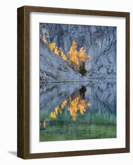 Golden Larch Trees, Enchantment Lakes, Alpine Lakes Wilderness, Washington, Usa-Jamie & Judy Wild-Framed Photographic Print