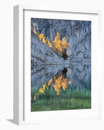 Golden Larch Trees, Enchantment Lakes, Alpine Lakes Wilderness, Washington, Usa-Jamie & Judy Wild-Framed Photographic Print