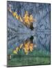 Golden Larch Trees, Enchantment Lakes, Alpine Lakes Wilderness, Washington, Usa-Jamie & Judy Wild-Mounted Photographic Print