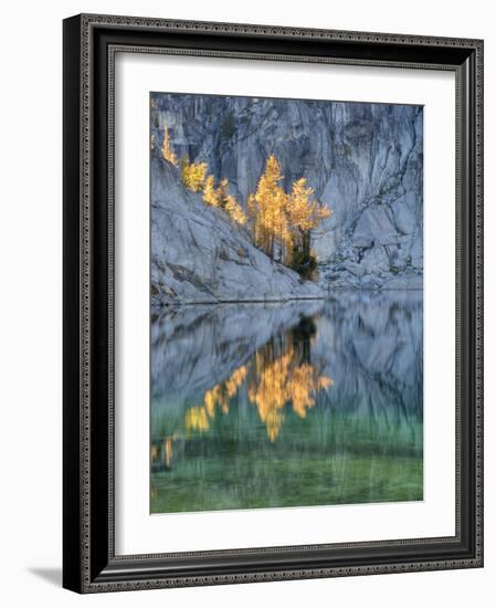 Golden Larch Trees, Enchantment Lakes, Alpine Lakes Wilderness, Washington, Usa-Jamie & Judy Wild-Framed Photographic Print