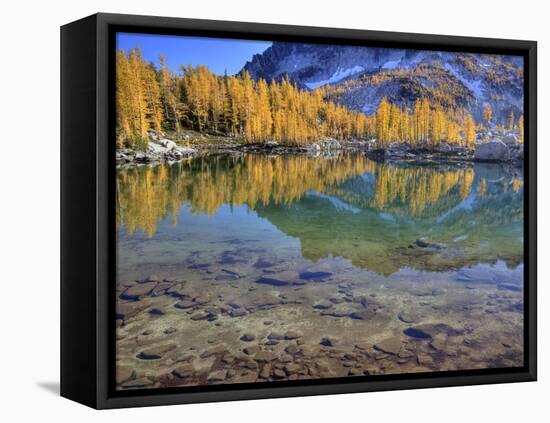 Golden Larch Trees, Enchantment Lakes, Alpine Lakes Wilderness, Washington, Usa-Jamie & Judy Wild-Framed Premier Image Canvas