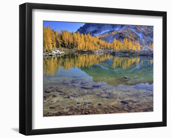 Golden Larch Trees, Enchantment Lakes, Alpine Lakes Wilderness, Washington, Usa-Jamie & Judy Wild-Framed Photographic Print