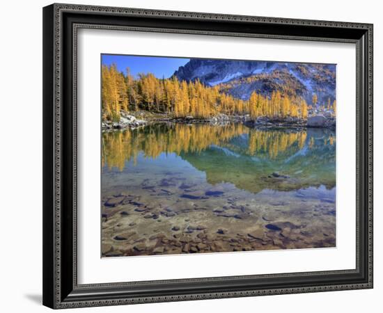 Golden Larch Trees, Enchantment Lakes, Alpine Lakes Wilderness, Washington, Usa-Jamie & Judy Wild-Framed Photographic Print