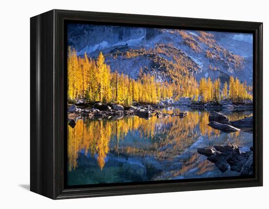 Golden Larch Trees Reflected in Leprechaun Lake, Enchantment Lakes, Alpine Lakes Wilderness-Jamie & Judy Wild-Framed Premier Image Canvas