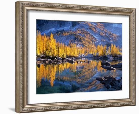 Golden Larch Trees Reflected in Leprechaun Lake, Enchantment Lakes, Alpine Lakes Wilderness-Jamie & Judy Wild-Framed Photographic Print