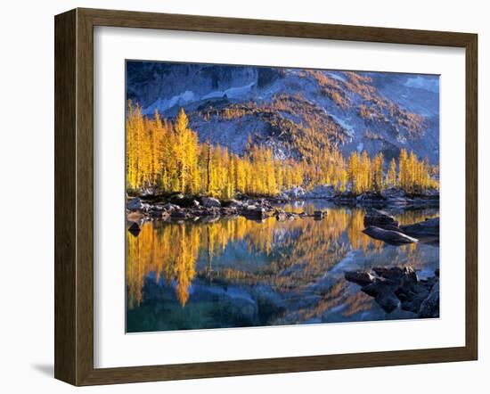 Golden Larch Trees Reflected in Leprechaun Lake, Enchantment Lakes, Alpine Lakes Wilderness-Jamie & Judy Wild-Framed Photographic Print