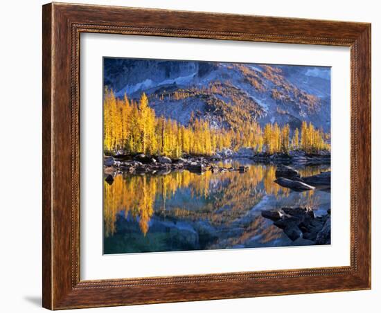 Golden Larch Trees Reflected in Leprechaun Lake, Enchantment Lakes, Alpine Lakes Wilderness-Jamie & Judy Wild-Framed Photographic Print