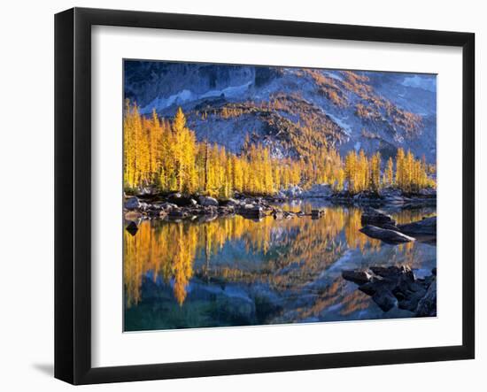 Golden Larch Trees Reflected in Leprechaun Lake, Enchantment Lakes, Alpine Lakes Wilderness-Jamie & Judy Wild-Framed Photographic Print