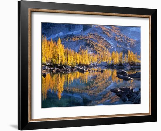 Golden Larch Trees Reflected in Leprechaun Lake, Enchantment Lakes, Alpine Lakes Wilderness-Jamie & Judy Wild-Framed Photographic Print