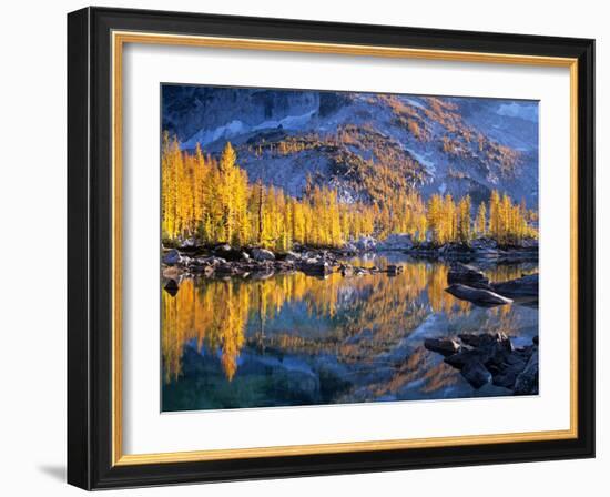 Golden Larch Trees Reflected in Leprechaun Lake, Enchantment Lakes, Alpine Lakes Wilderness-Jamie & Judy Wild-Framed Photographic Print