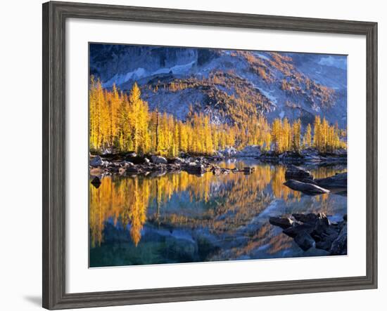 Golden Larch Trees Reflected in Leprechaun Lake, Enchantment Lakes, Alpine Lakes Wilderness-Jamie & Judy Wild-Framed Photographic Print