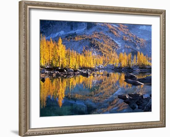 Golden Larch Trees Reflected in Leprechaun Lake, Enchantment Lakes, Alpine Lakes Wilderness-Jamie & Judy Wild-Framed Photographic Print