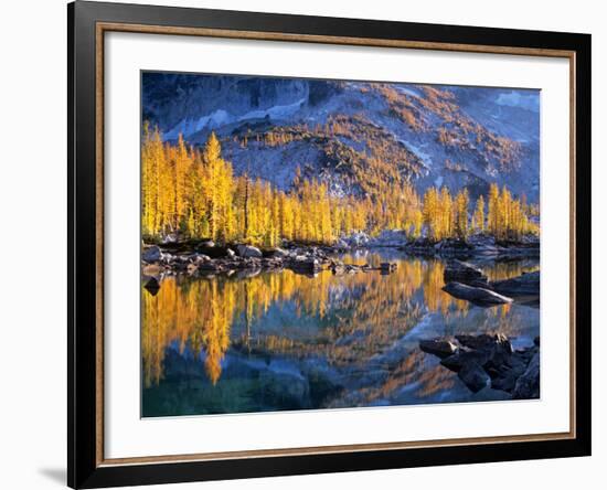 Golden Larch Trees Reflected in Leprechaun Lake, Enchantment Lakes, Alpine Lakes Wilderness-Jamie & Judy Wild-Framed Photographic Print