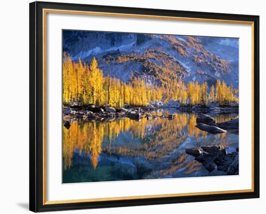 Golden Larch Trees Reflected in Leprechaun Lake, Enchantment Lakes, Alpine Lakes Wilderness-Jamie & Judy Wild-Framed Photographic Print