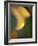 Golden Leaf-Nicole Katano-Framed Photo