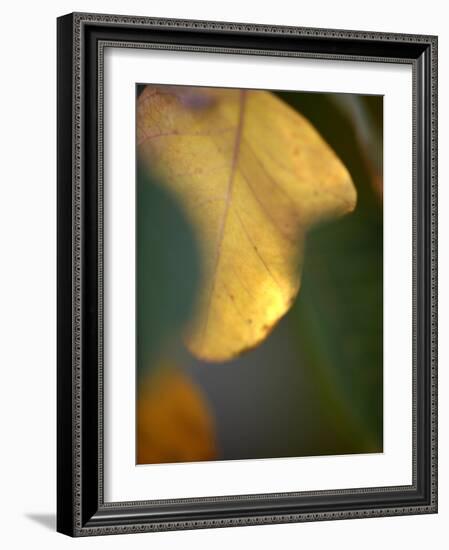 Golden Leaf-Nicole Katano-Framed Photo